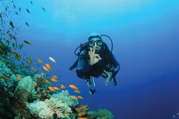 dive from shore in the red sea off sharm el sheikh