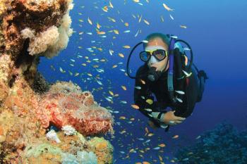 Hurghada tours diving in Hurghada dive in the dolphin house