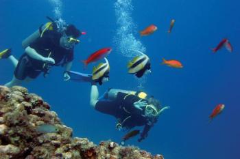 Hurghada tours diving in Hurghada dive in the dolphin house